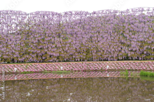 Japanese park with wisteria flowers