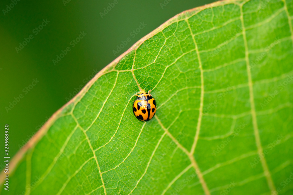 Orange Ladybug also known as Halyzia sedecimguttata. Orange Ladybug also known as Halyzia sedecimguttata.