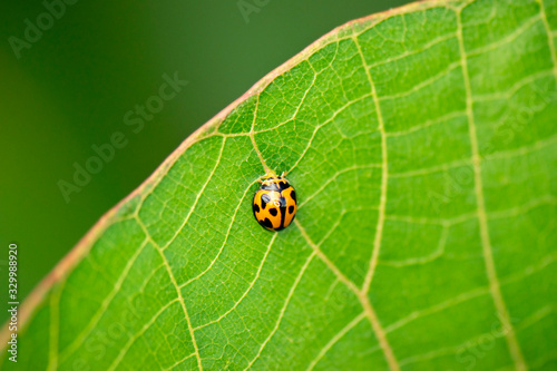 Orange Ladybug also known as Halyzia sedecimguttata.