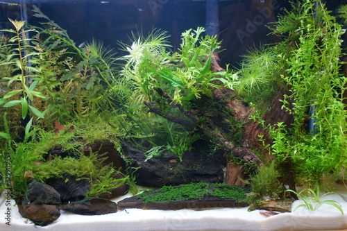 decorative aquarium with lots of plants