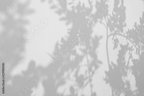 shadow of leaf on white wall background
