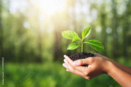 plant growing in hand on green nature with sunlight background. eco environment concept #329989583