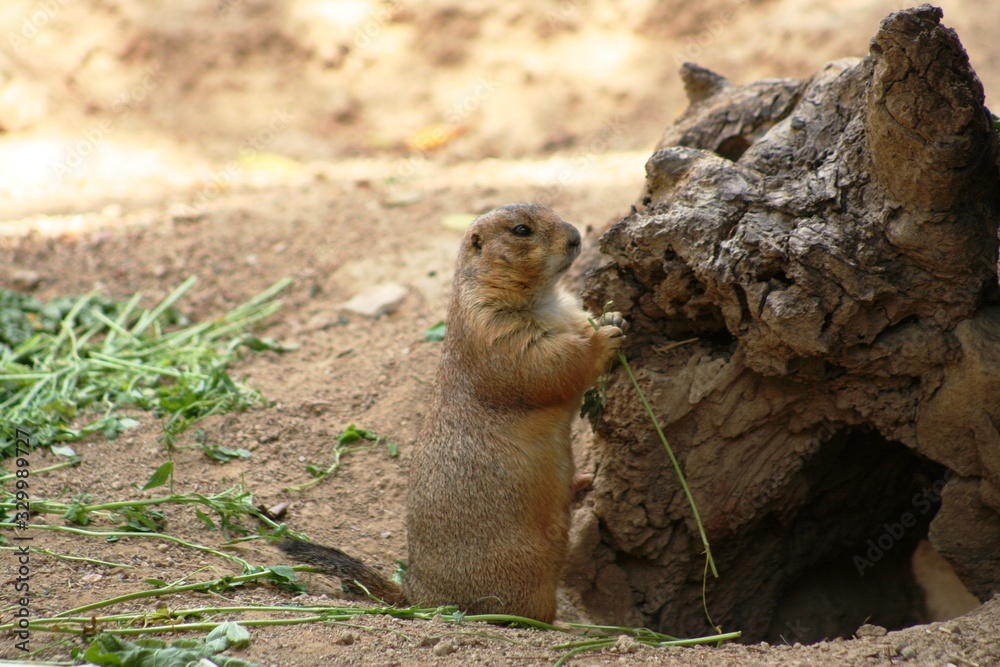 Pocket gophers in wild habitat eating grass