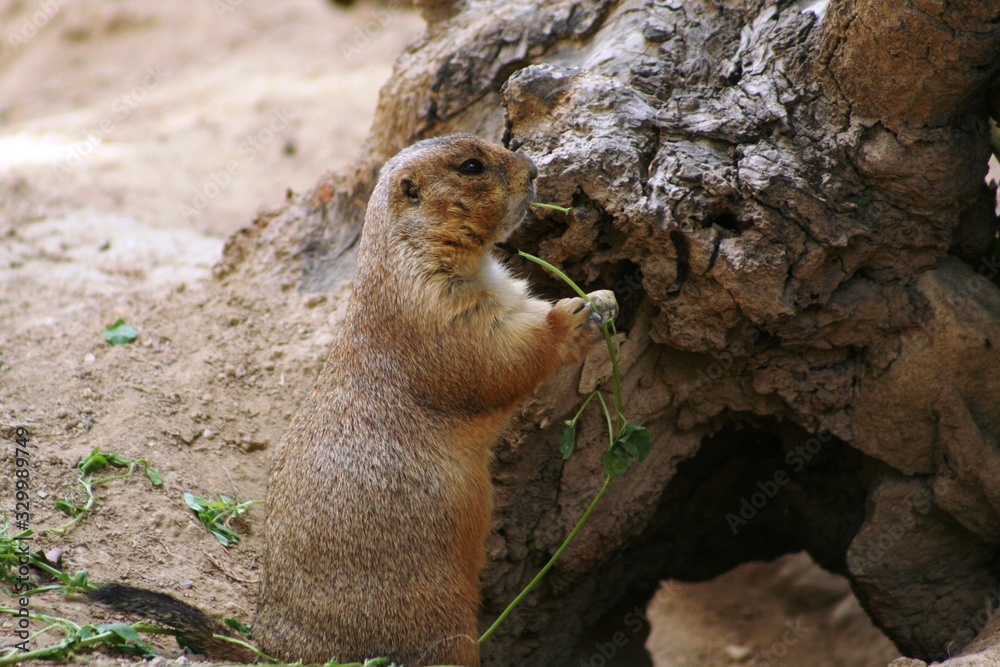 Pocket gophers in wild habitat eating grass