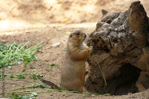 Obraz na płótnie Pocket gophers in wild habitat eating grass w salonie