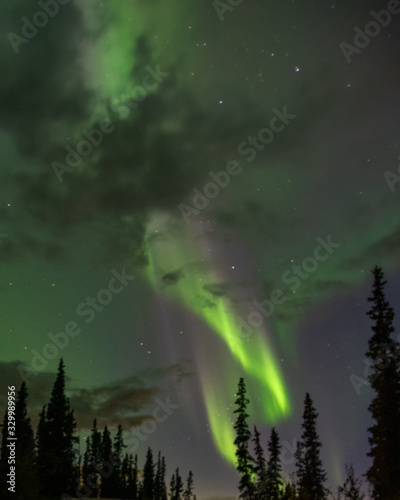 Aurora Borealis Northern Lights Yukon Territory Canada with spruce tree silhouette and boreal forest in view. Stars shining bright with purple colors.