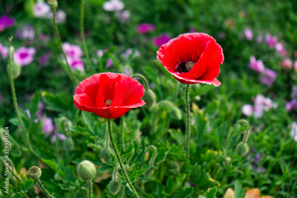 Φωτογραφία Red Poppy Flower in the Outdoor Nature Garden.