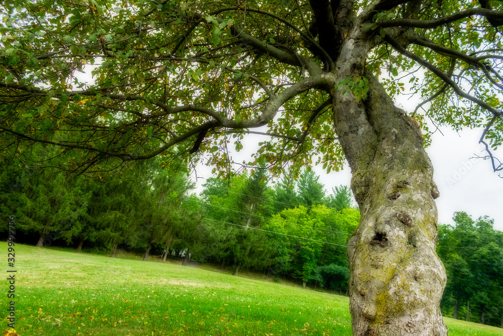 Fototapeta premium Twisted Tree