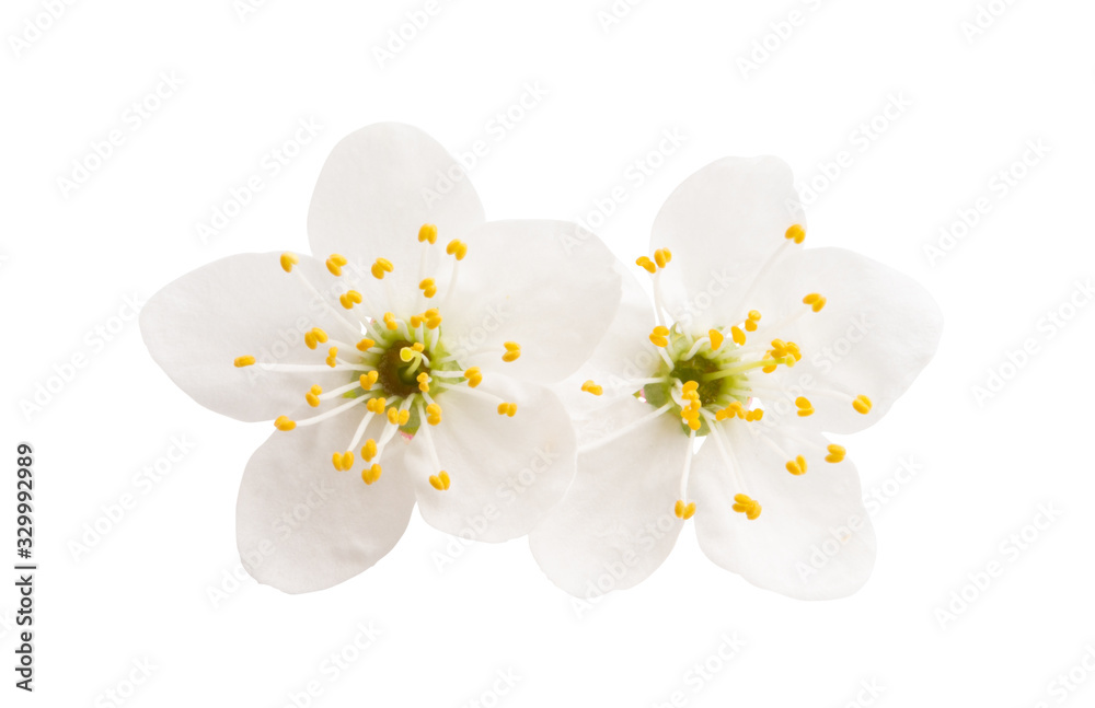 cherry flower isolated cherry flower isolated