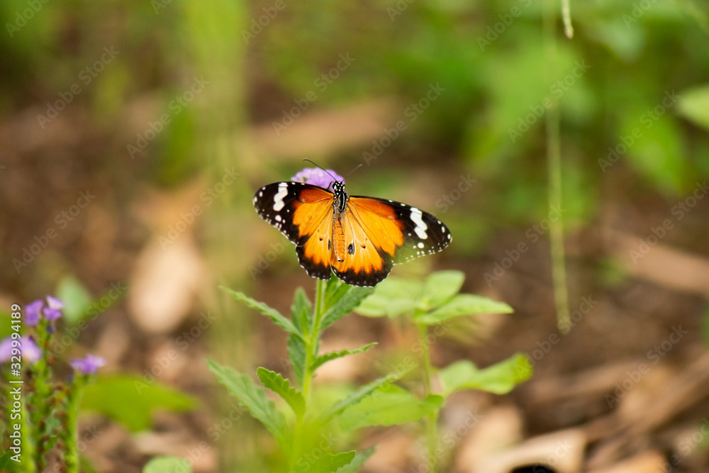 Lesser Wanderer Butterfly also known as Danaus chrysippus. Lesser Wanderer Butterfly also known as Danaus chrysippus.