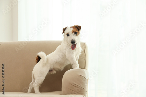 Adorable Jack Russell Terrier on sofa at home. Lovely dog