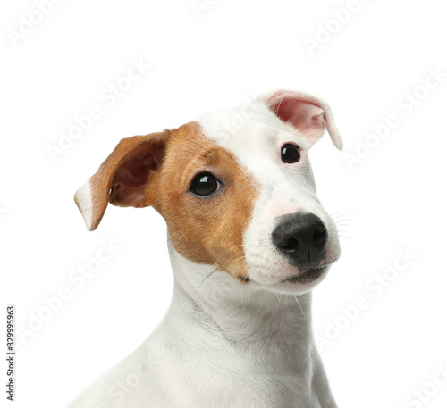 Cute Jack Russel Terrier on white background. Lovely dog