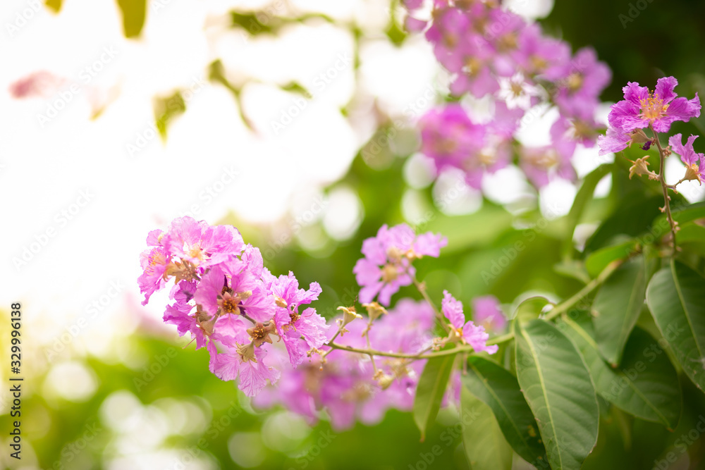 Fototapeta premium Pink flowers, natural background.