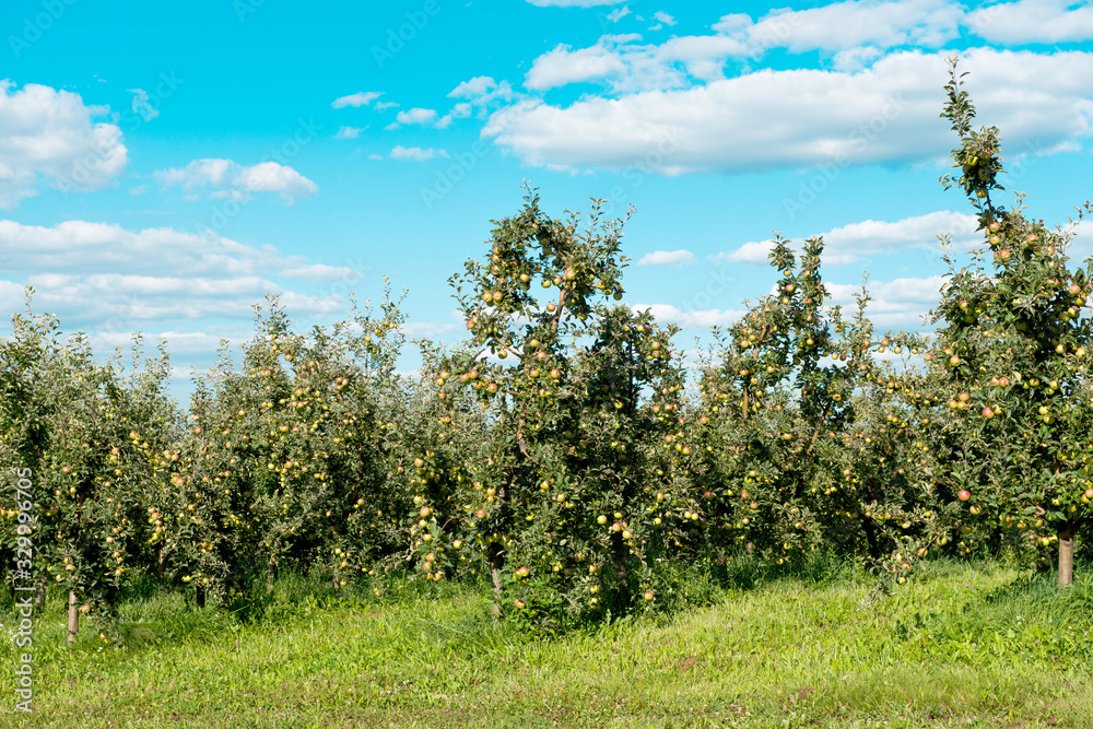 apple garden on a sunny day