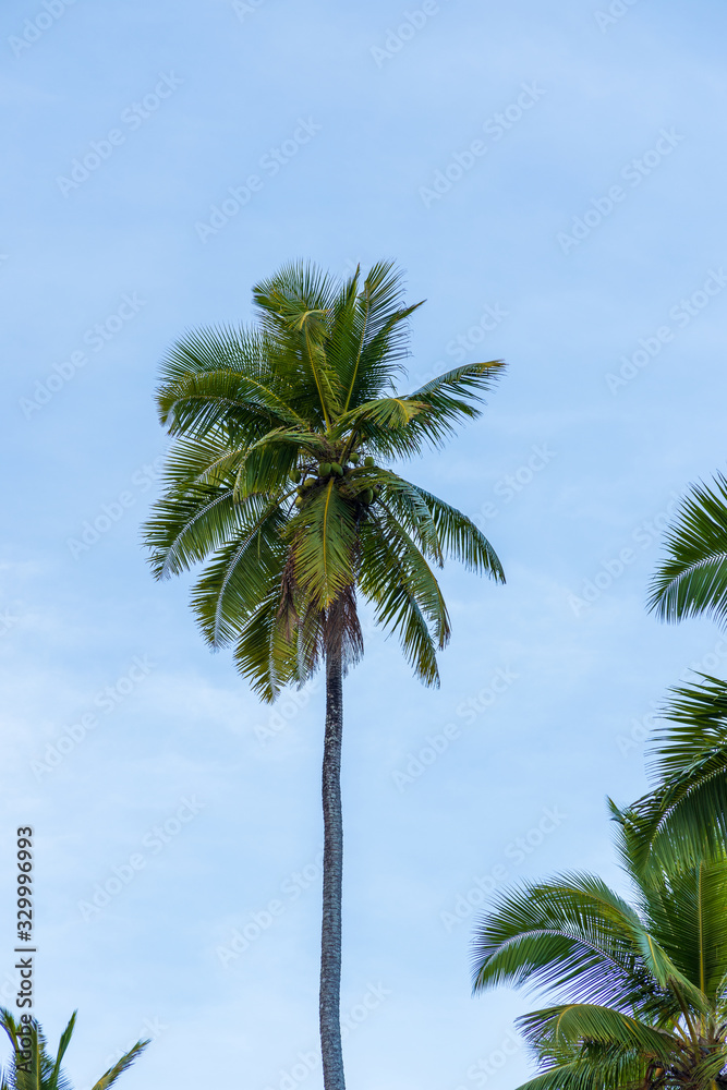 Palm tree at Corbyns Cove beach in Port Blair in the Andaman and Nicobar Islands, India. 