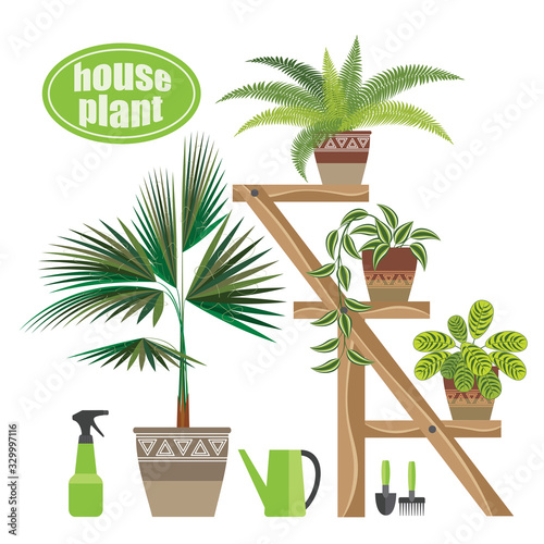 set of indoor plants on a stand for flowers
