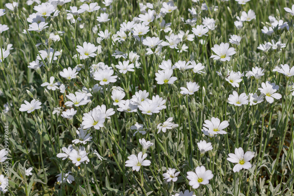 White flowers with a silver stem and leaves (cerastium) in the garden, close-up White flowers with a silver stem and leaves (cerastium) in the garden, close-up