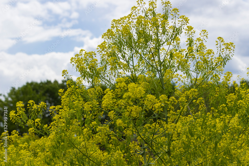 Yellow rapeseed flowers against the blue sky Yellow rapeseed flowers against the blue sky
