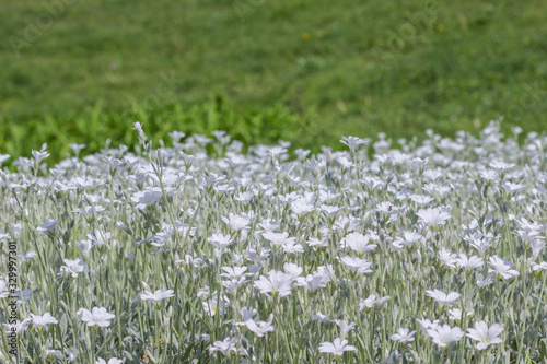 Wallpaper Mural Blooming white flowers with a silver stem and leaves (cerastium) in the field. Torontodigital.ca