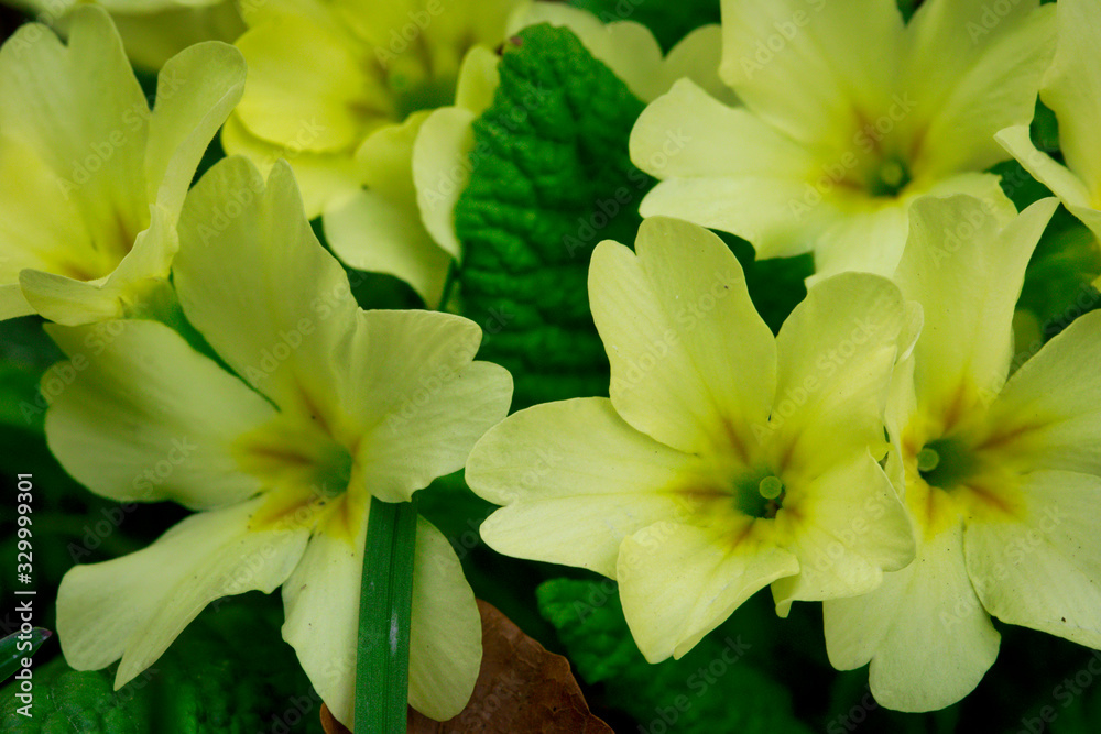 blume, gelb, natur, blume, frühling, pflanze, green, garden, blume, gelb, natur, blume, frühling, pflanze, green, garden,
