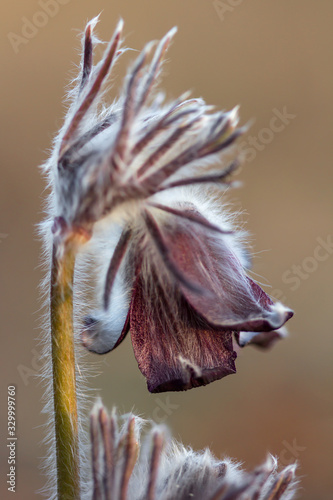 Pulsatilla pratensis ssp. Nigricans (Small pasque flower) rare grassland plant native to Europe, endangered plant species in endangered natural habitat, family Ranunculaceae