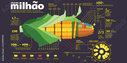 Vector Illustration structure of a corn cob