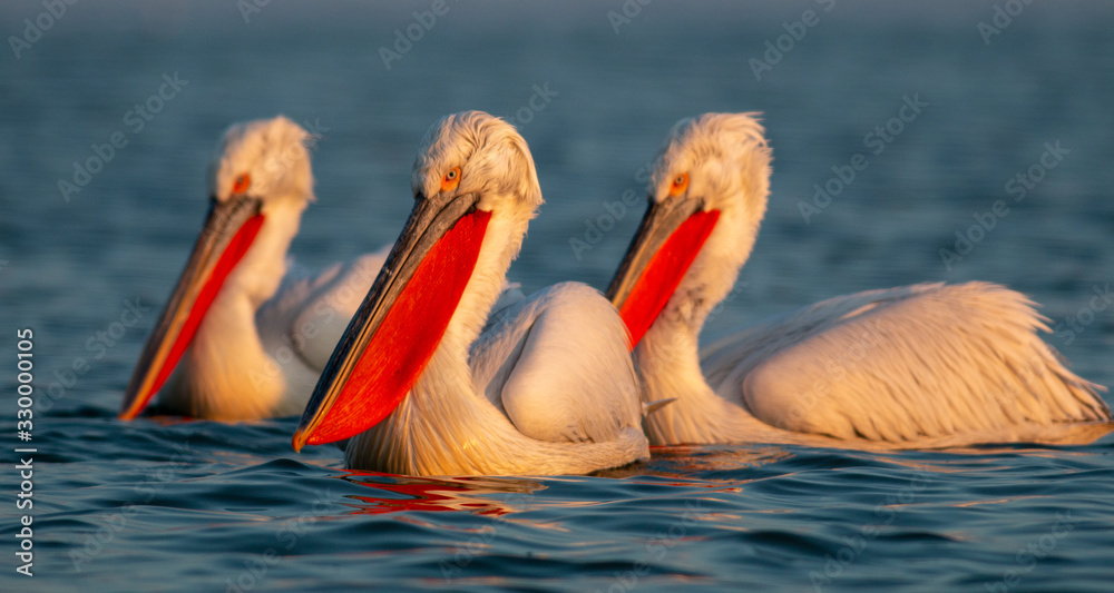 Dalmatian Pelican of Kerkini Lake Dalmatian Pelican of Kerkini Lake