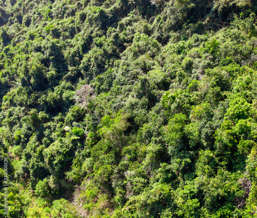 Dense thickets, trees in the jungle.