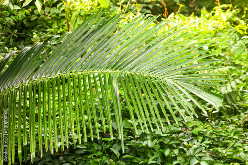 A large branch of a palm leaf