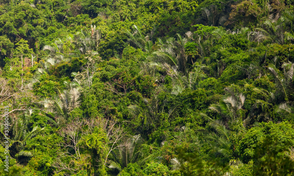 Dense thickets, trees in the jungle. Dense thickets, trees in the jungle.