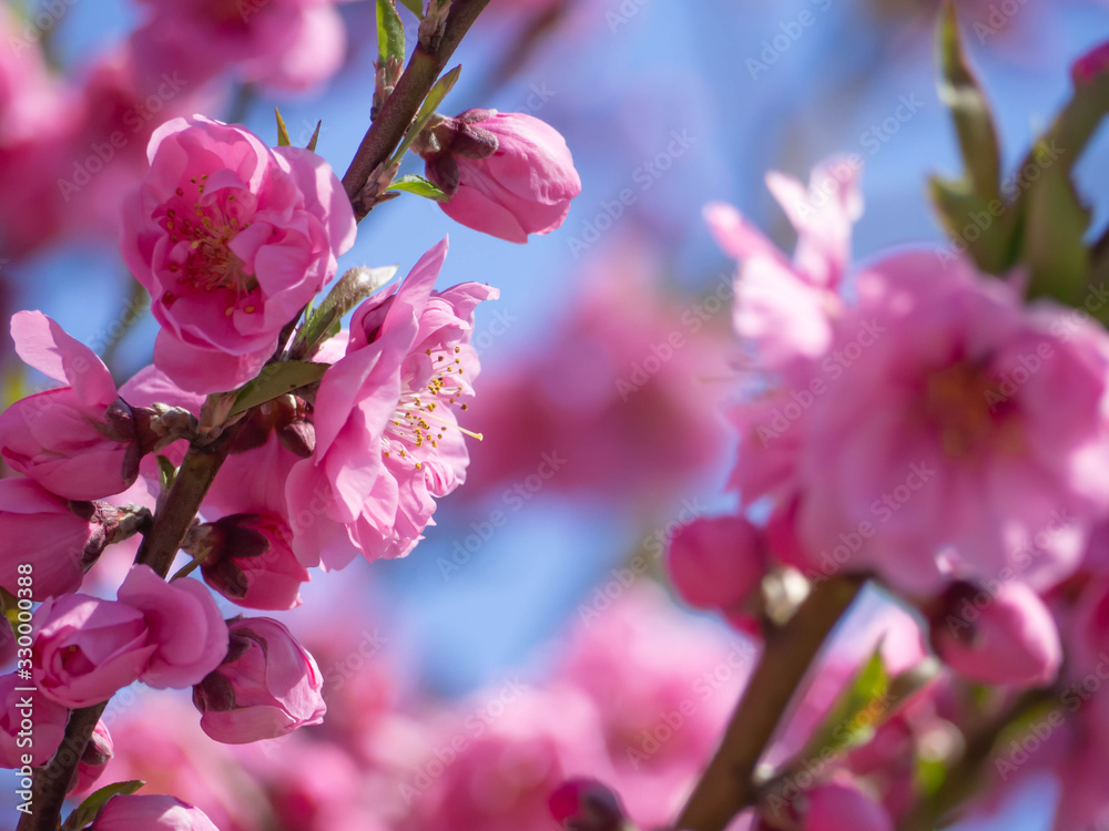 Obraz premium 満開の濃いピンクの花桃の花