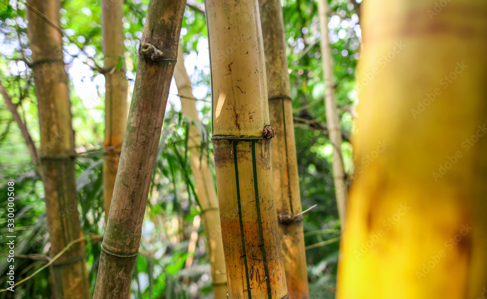 Obraz premium Bamboo stalks as a background