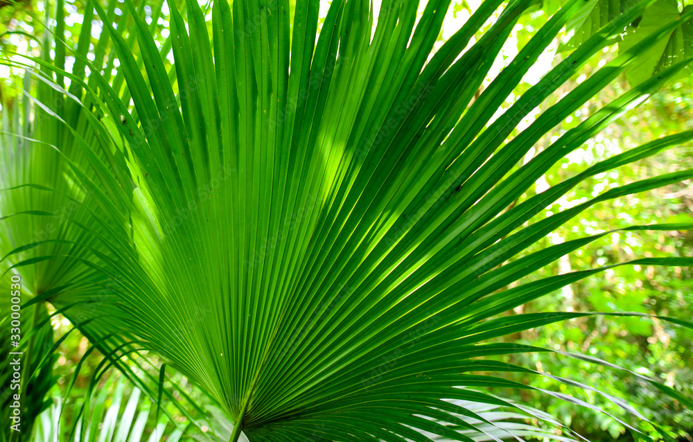 A large branch of a palm leaf A large branch of a palm leaf