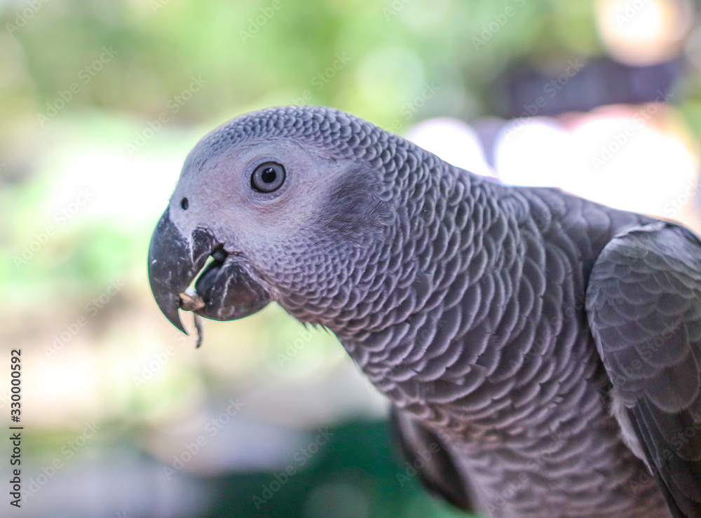 Obraz premium A parrot eats a seed in the park.