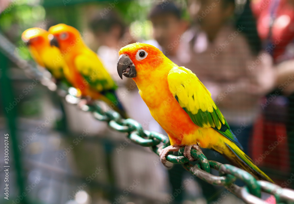 Portrait of a parrot in the park