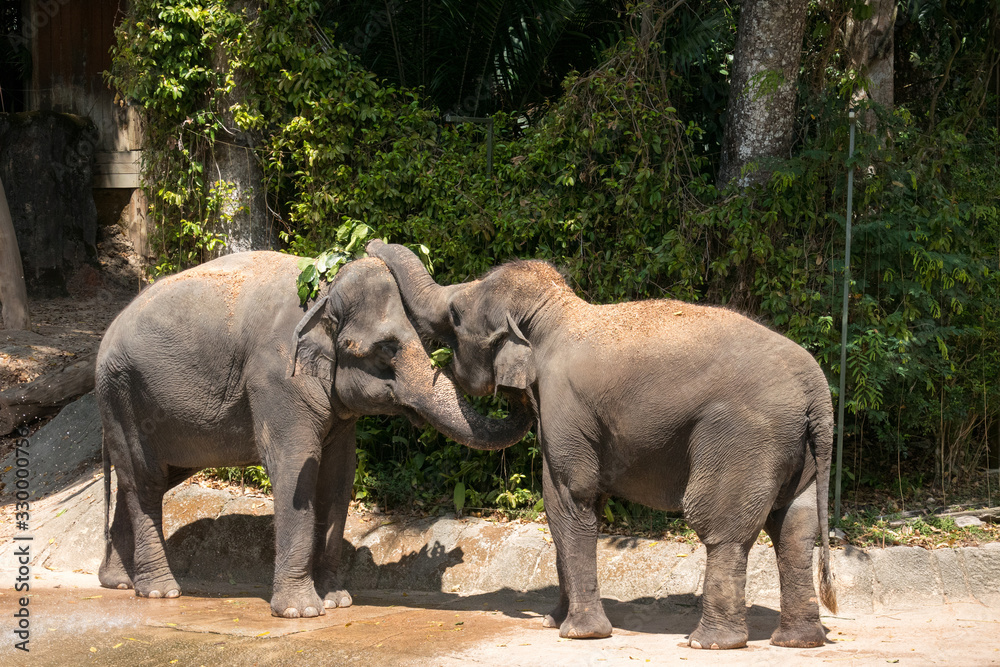 Fototapeta premium 象の家族 Elephant family