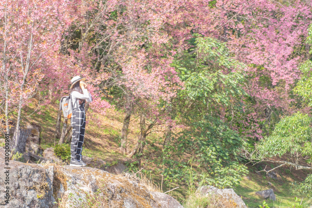 Fototapeta premium Smiling woman traveler in pink sakura blossom park at doi inthanon&nbsp;landmark chiang mai thailand with backpack holding vintage camera on holiday, relaxation concept, travel concept