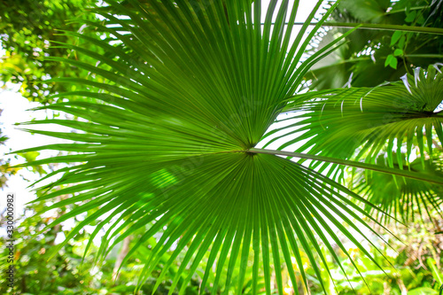 A large branch of a palm leaf