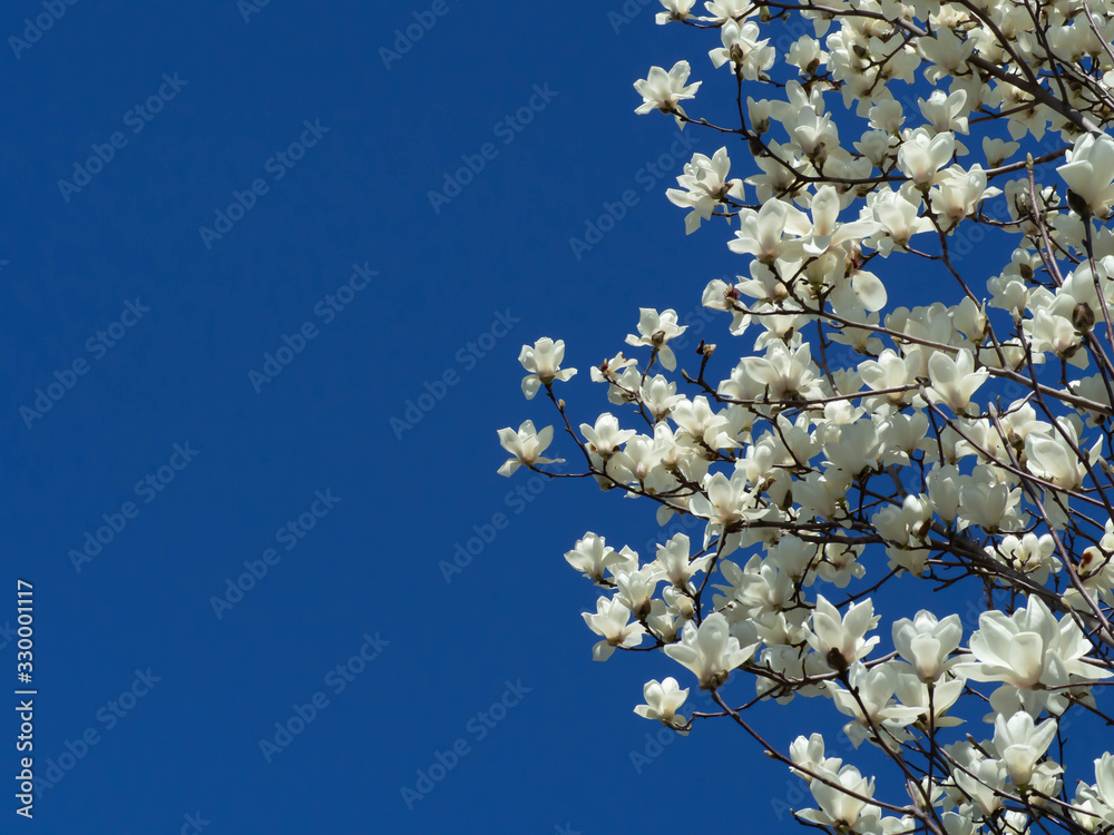 青い空と木蓮の花