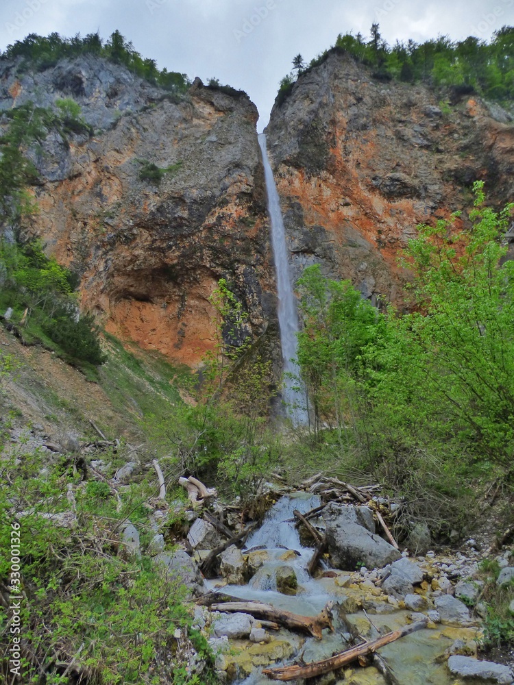 Obraz premium forest