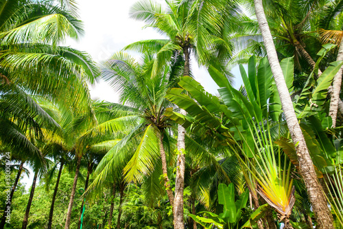 Beautiful palm trees in the park.