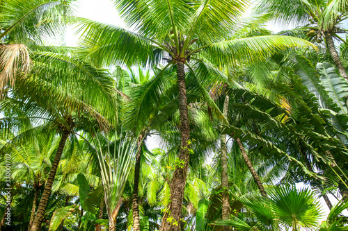 Beautiful palm trees in the park.