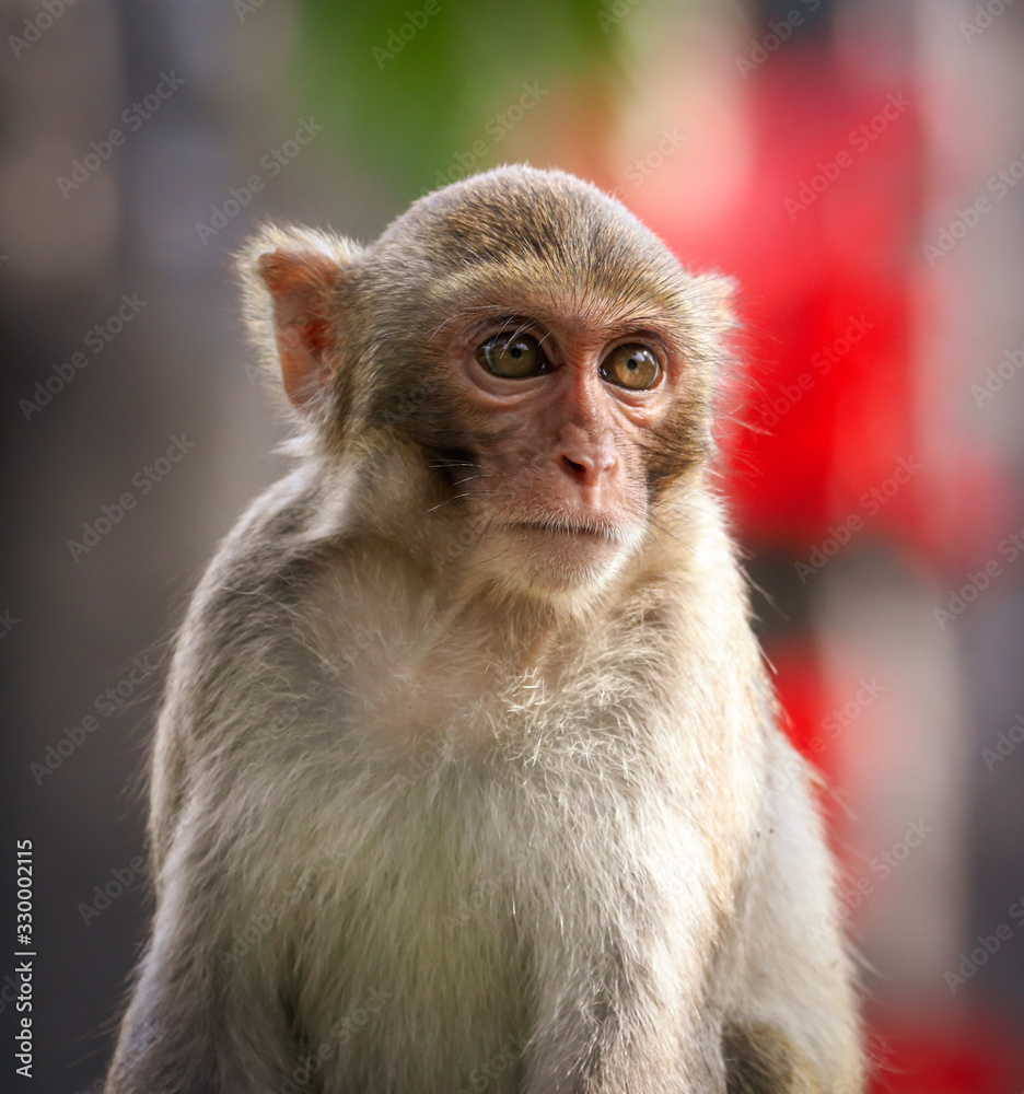 Portrait of a monkey in the park Portrait of a monkey in the park