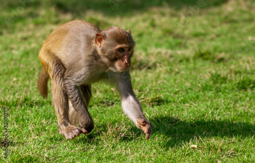 Monkey runs on the grass in the park