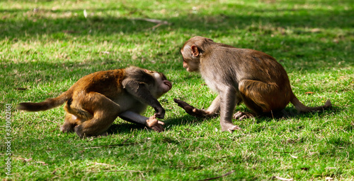 Monkey fight in the park
