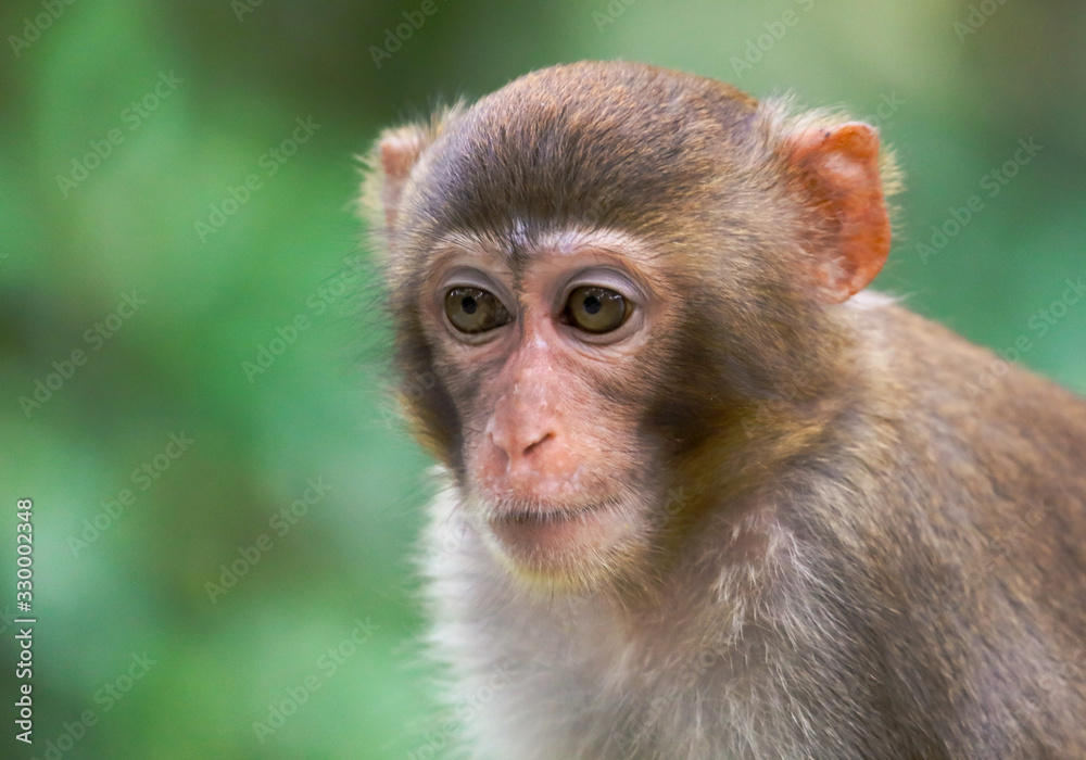 Portrait of a monkey in the park Portrait of a monkey in the park