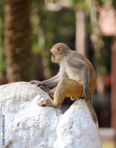 A monkey sits on a stone in a park
