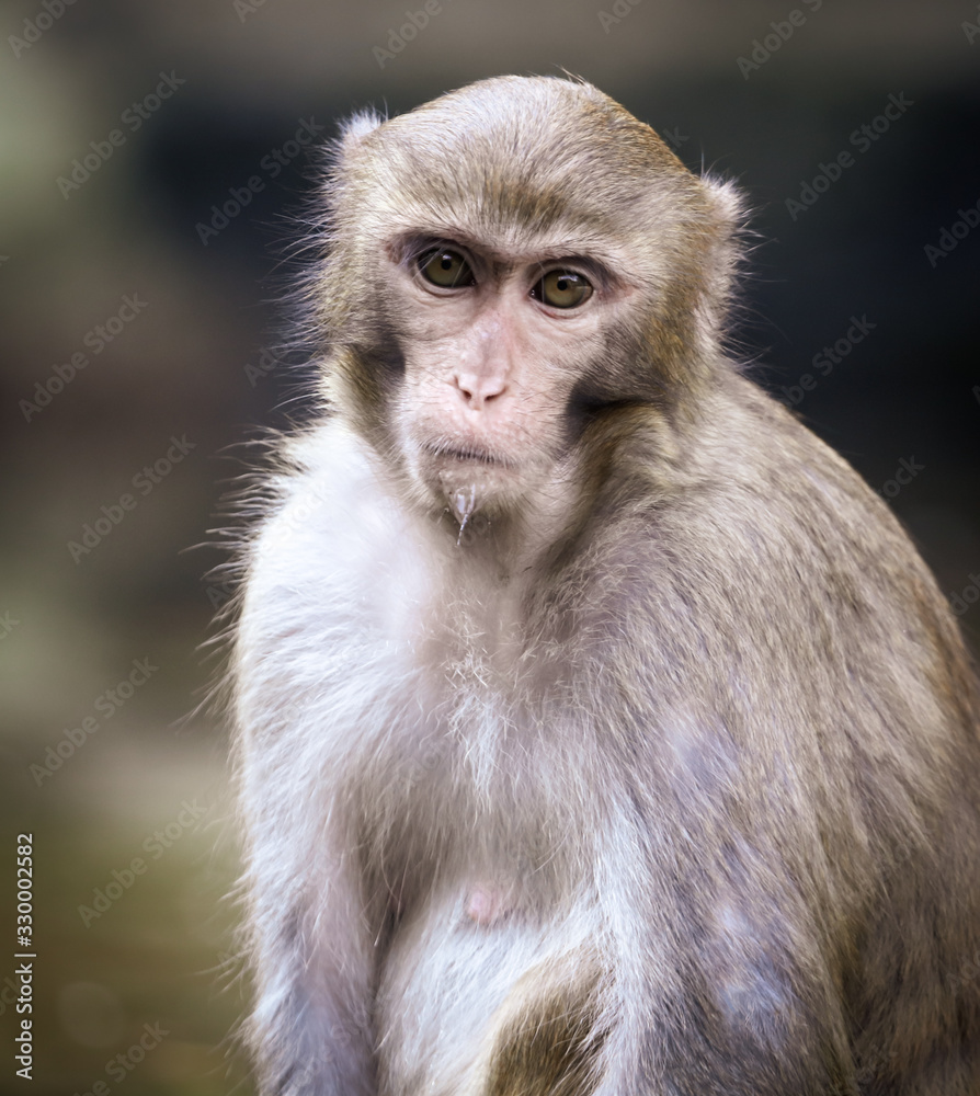 Portrait of a monkey in the park Portrait of a monkey in the park
