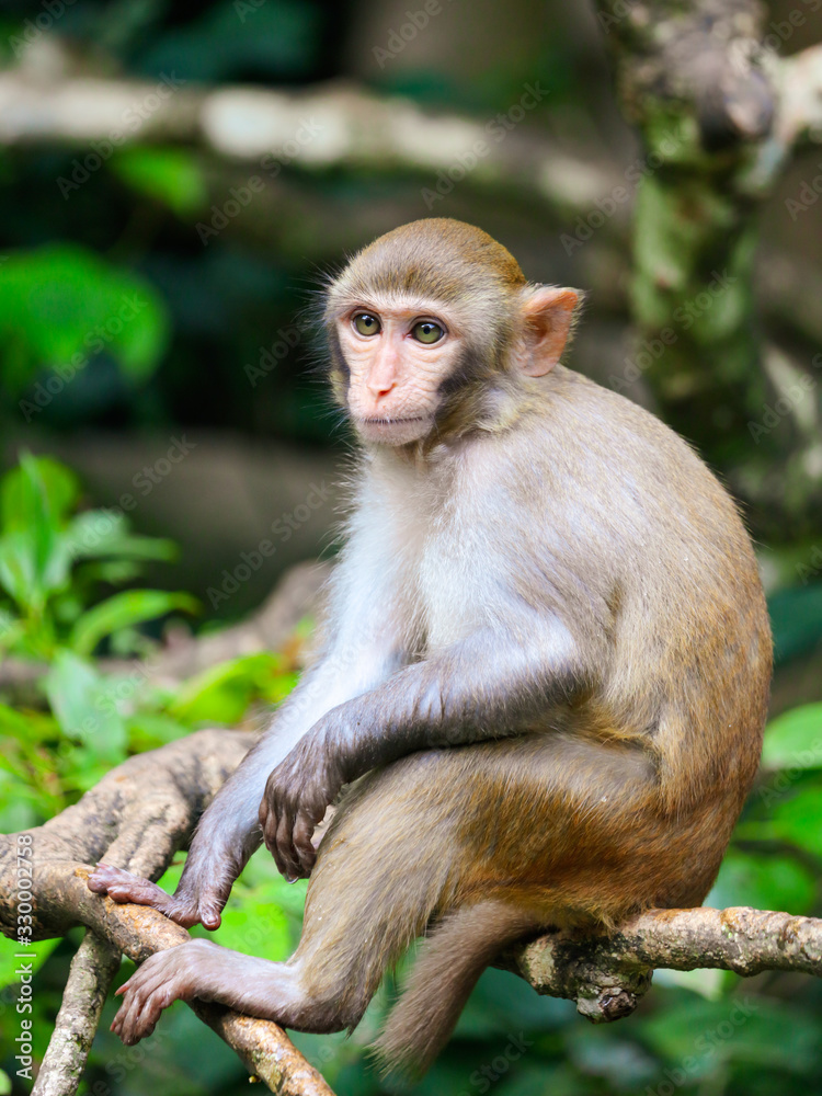 Little monkey on a tree in the park