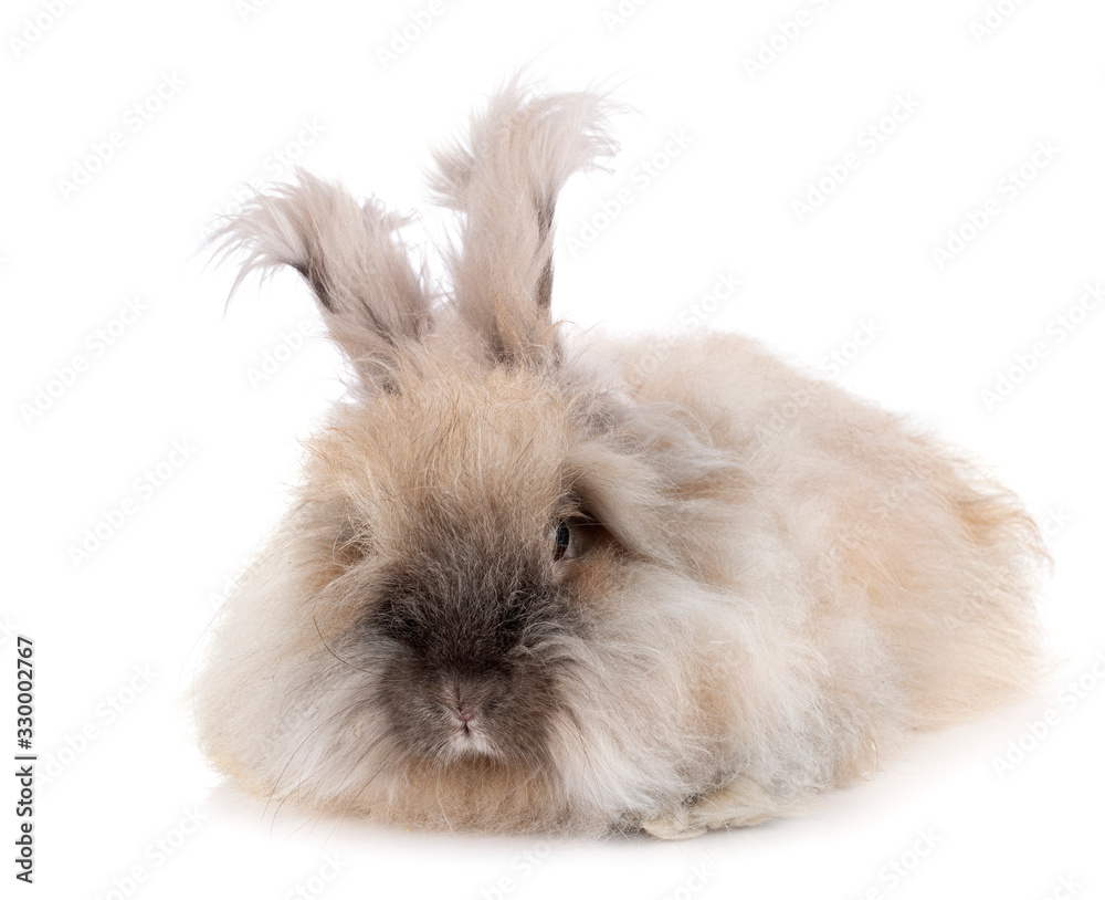 English Angora rabbit English Angora rabbit